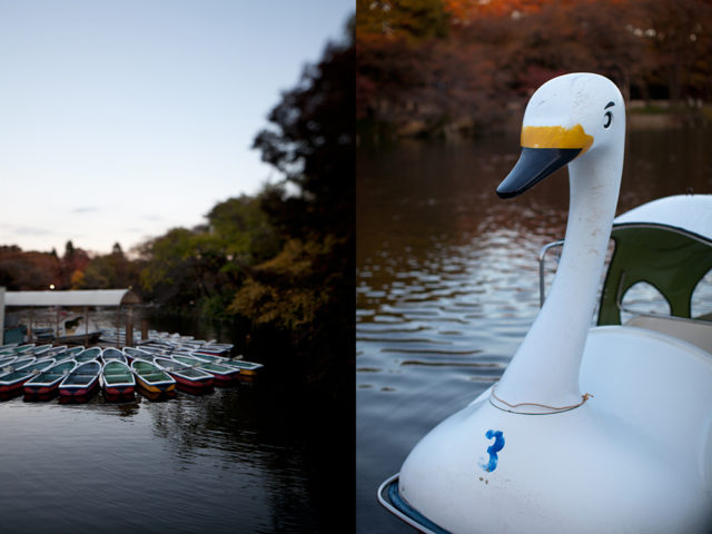 row boat or swan, take your pick